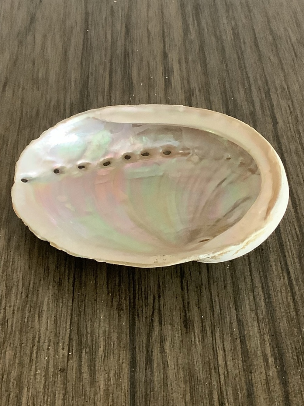 Abalone Haliotis Rufescens Shell 4.5" Long - Picture 12 of 13